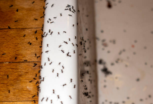 Best Bed Bug Extermination  in Velda City, MO
