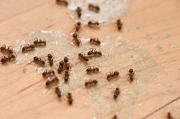 Best Best Pest Control Companies  in Velda City, MO